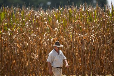 Why Land O'Lakes is piloting a new AI tool called 'Oz' in bid to help boost profits on cost-pressured American farms