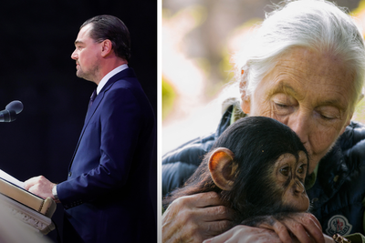 Video: Leonardo DiCaprio’s touching tribute to Jane Goodall