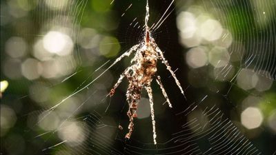 Tiny spiders that build giant 'puppet' decoys from disembodied prey discovered in Peru and Philippines