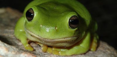 You might think frogs never get enough water. Turns out, they can fare worse in floods than bushfires