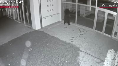 Bear charges at car and attacks with both paws in terrifying footage. Now Japan’s military has been deployed to stop