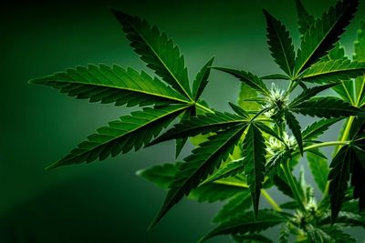 Congress Ended The Shutdown — But At The Cost Of Re-Criminalizing These THC Products In A Last-Minute Deal That Could Reshape The Cannabis Industry