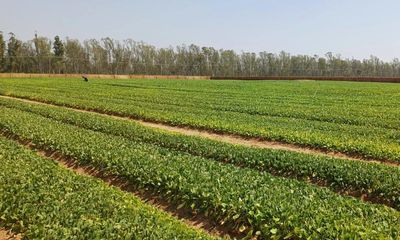 ‘Utter hypocrisy’: tobacco firm lobbied against rules in Africa that are law in UK