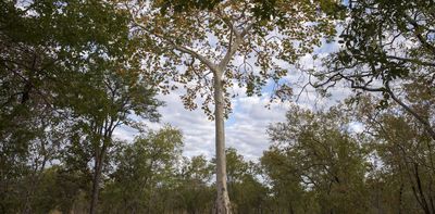 COP30: Zimbabwe’s forest and energy projects reveal the downside of carbon credits