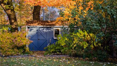 You’re Forgetting to Tidy One Area of Your Yard and it’s Attracting Pests – 5 Things Experts Urge You to do Right Now to Prevent the Problem