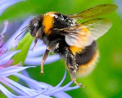 Thursday news quiz: hasty exits, horny bees and naked Nordics