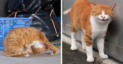 Celebrating The Quirky And Playful Side Of Cats: 62 Of The Best Photos By Masayuki Oki