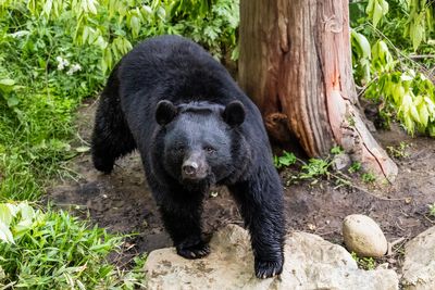 Japan’s police can now shoot bears with rifles as attacks spike