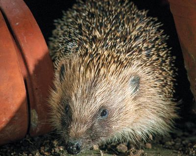 Housing secretary tells Labour MPs to vote down planning bill amendment