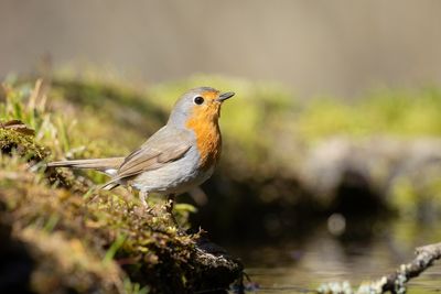 Turn Your Garden Into a Winter Sanctuary for Birds and Bees