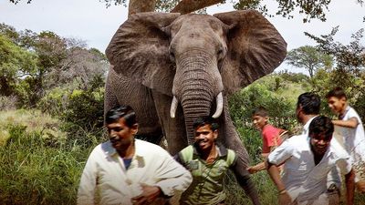 631 deaths, 4 years: Inside Odisha’s elephant conflict zone