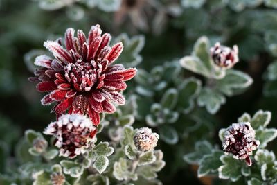 Color in the Cold: How to Make Your Garden Bloom All Winter