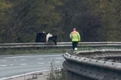 Horse on the loose closes major motorway