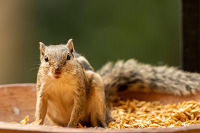Simple Ways to Feed Wildlife Without Creating a Pest Problem
