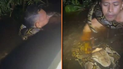 Tour guide reaches into the river to grab something. Seconds later, he’s dragged underwater in a fight for his life