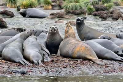 Fears for elephant seals as bird flu kills half of population in South Atlantic