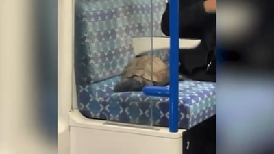 Tortoise on the Tube! Watch moment highly unusual passenger takes a ride on the London Underground