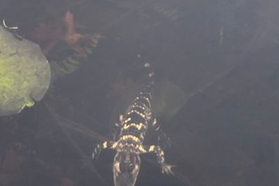 Small alligator rescued in Boston after slithering into the city's heart on social media