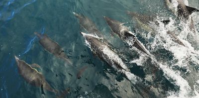 A new way to measure the age of dolphins opens a window onto the lives of these iconic animals