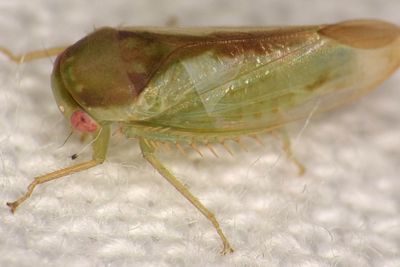 How examination of animal genitals helped scientists discover seven new species