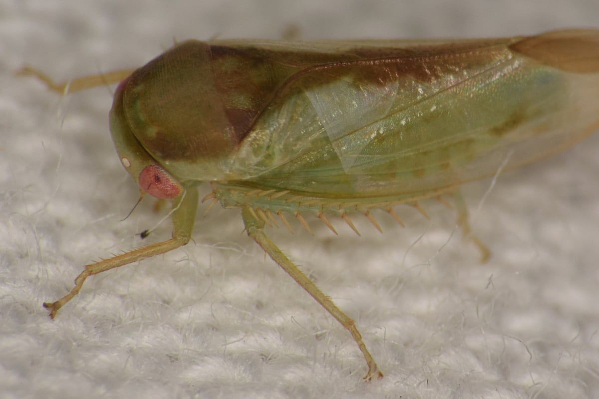Genitals under the microscope: seven new species of…