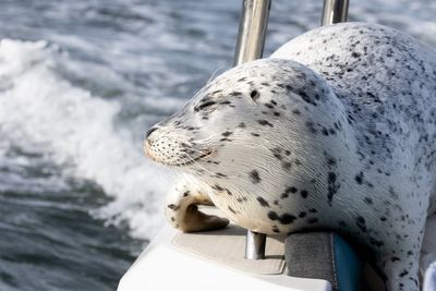 Photographer captures amazing moment seal jumps on her boat to escape killer whales