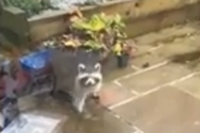 Raccoon on the loose spotted in Cornwall garden