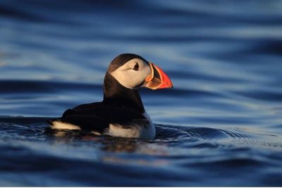 Puffins make a comeback on Isle of Muck after 25 years