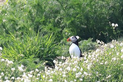 Puffins return to nature reserve for first time in 25 years