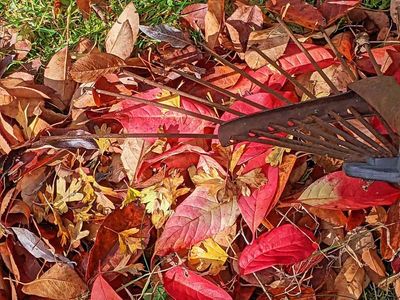 Country diary: Autumn is a time to rake in the wildlife