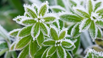 First frost warning signs every gardener should know — protect your plants before damage occurs