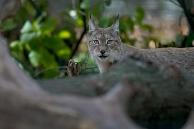 Four ‘architects of the wild’ species to be reintroduce in Scotland