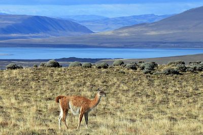 ‘Will it change the weather? Will wildlife cope?’: Europe’s rush to build energy projects in Chile might not be as green as it seems