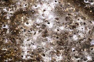 Arachnid super-web reveals the surprising 'constant party' life of cohabiting spiders