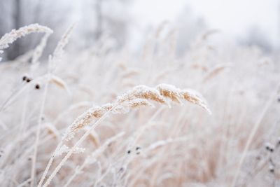 Why Frost Tolerant Crops Taste Sweeter