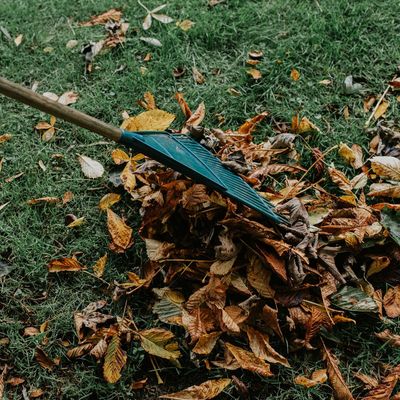 My neighbour's tree covers my front path in leaves every autumn – I asked experts whose responsibility it is to clear it up