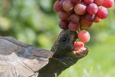 Tortoises need a varied diet, not just lettuce