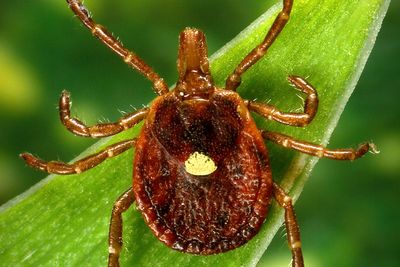 Scientists document a death from a meat allergy tied to certain ticks