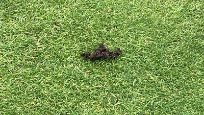 Worm Casts Are Rife In Autumn – But What Are They And Can They Be Tapped Down With A Club?