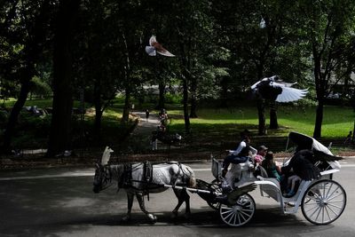 Proposal to ban Central Park horse carriages voted down by key NYC council committee