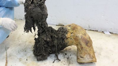 Mammoth RNA sequenced for the first time, marking a giant leap toward understanding prehistoric life