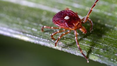 New Jersey man dies from meat allergy triggered by tick bite