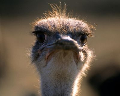 Which country music legend was almost killed by an ostrich? The Saturday quiz