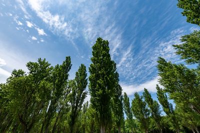 7 Evergreens That Double as Windbreaks