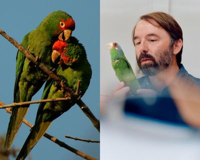 These parrots came to Los Angeles as pets – then went wild. Now scientists are unlocking their mysteries