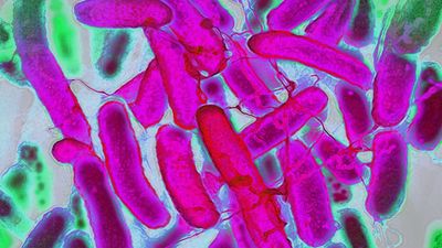 Scientists invent way to use E. coli to create and dye rainbow-colored fabric in the lab