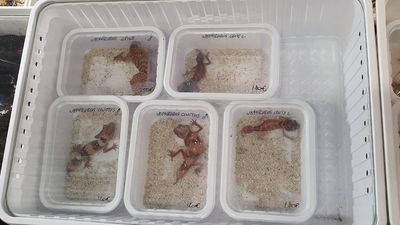 Extinction risk: illegal wildlife trade threat revealed