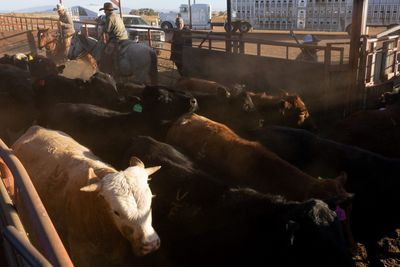If you think beef is expensive now, just wait until next year when prices could soar nearly 60%