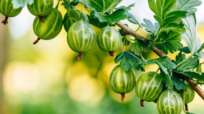 Join the Spend-Savvy Gardeners Planting Bare-Root Fruit This Month – 7 Types to Plant in November