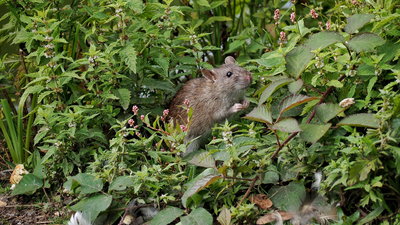 Is your neighbor's cluttered yard attracting rodents to your home? I asked the experts what to do